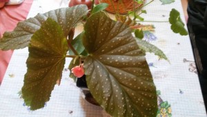 Бегония. М. Свиблово - 20171017_125524.jpg