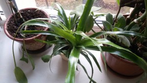 Отдам гусманию, фиалки, монстеру, драцену,кактус - 20171017_130149.jpg