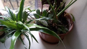 Отдам гусманию, фиалки, монстеру, драцену,кактус - 20171017_130153.jpg