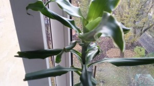 Отдам гусманию, фиалки, монстеру, драцену,кактус - 20171017_130158.jpg