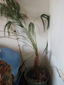 Отдам финиковую пальму - IMG_20171017_141543 (1).jpg