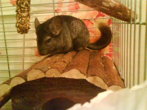 Шиншилла отдам даром - DSC00246.JPG