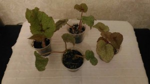 Бегония Мэсона - fWGZQ7mpct4.jpg