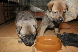 Толстячки-боровички в добрые руки - 0NmtWoqvCs4.jpg