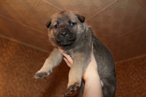 Толстячки-боровички в добрые руки - 9BRz9XSnrgw.jpg