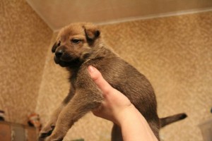 Толстячки-боровички в добрые руки - DRM4XqIxcxc.jpg