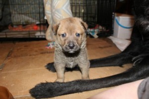 Толстячки-боровички в добрые руки - o6ZuidbYvtA.jpg