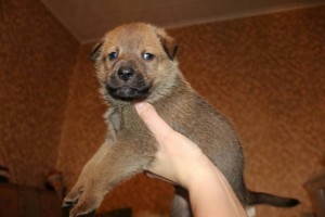 Толстячки-боровички в добрые руки - vGS6Rv61w3Q.jpg