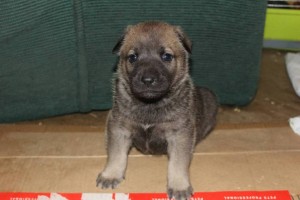 Толстячки-боровички в добрые руки - W0T1m7DtrJA.jpg