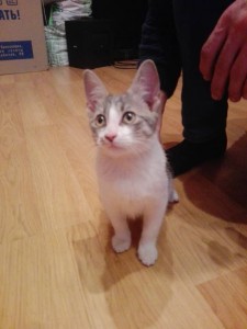 Отдам котенка - IMG_20171027_123716.jpg