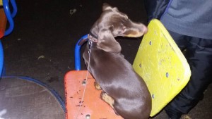 Отдам щенка такса кобель - 20171022_230325.jpg