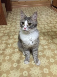 Отдам в хорошие руки милую кошечку - image.jpeg