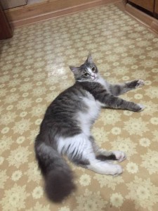 Отдам в хорошие руки милую кошечку - image.jpeg