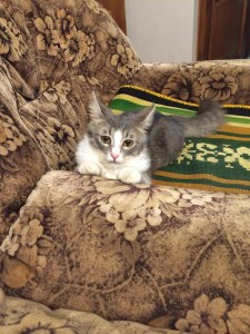 Отдам в хорошие руки милую кошечку - image.jpeg