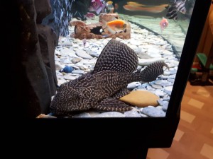 Отдам сомика 20 см.  - 2017-10-29 15-07-17.JPG