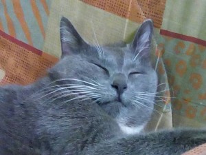 кошка русская голубая в добрые руки  - IMG-20171030-WA0004.jpg