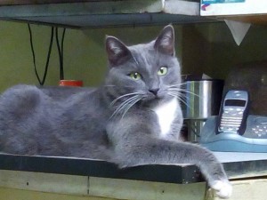 кошка русская голубая в добрые руки  - IMG-20171030-WA0005.jpg