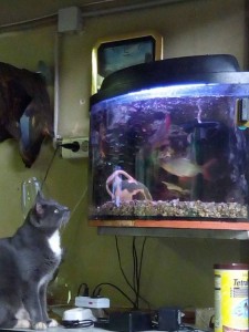 кошка русская голубая в добрые руки  - IMG-20171030-WA0006.jpg