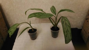 красавица аглаонема ОТДАНО - O68u8F7I-Xg.jpg