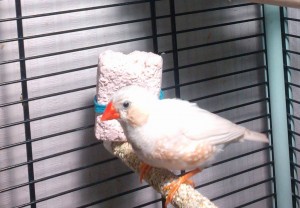 Отдам одинокого мальчика амадина в добрые руки в пару к девочке  - IMG20150920175339.jpg