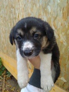 милейший ласковый щенок дворняжка Бобби - в дар - щенгав3.jpg