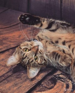 кошечка в дар - кошечка.jpg