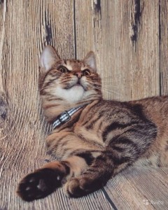 кошечка в дар - кошечка2.jpg