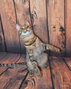 кошечка в дар - кошка.jpg