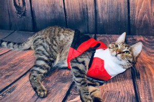 кошечка в дар - кошка6.jpg