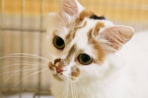 Ищет дом и семью потрясающая девочка по имени Луна. - WhatsApp Image 2017-11-03 at 14.05.08(1).jpeg