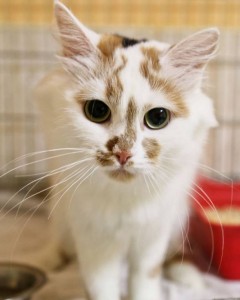 Ищет дом и семью потрясающая девочка по имени Луна. - WhatsApp Image 2017-11-03 at 14.05.09.jpeg