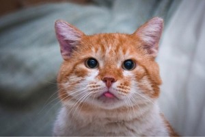 Диккенс - кот приличный - ищет хозяев отличных - IMG_8760-08-09-17-19-39.JPG