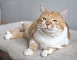 Диккенс - кот приличный - ищет хозяев отличных - IMG_1250-24-10-17-22-12.JPG