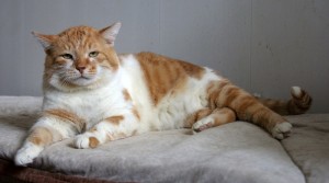 Диккенс - кот приличный - ищет хозяев отличных - IMG_1249-24-10-17-22-12.JPG