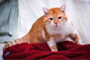 Диккенс - кот приличный - ищет хозяев отличных - IMG_8754-08-09-17-19-39.JPG