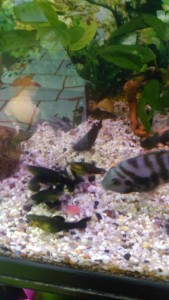 мам черная, папа оранжево черный, детки помесь цветовая