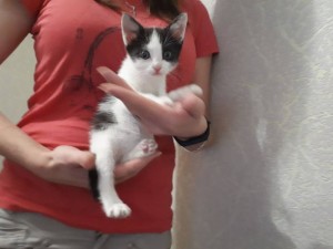 Котятки даром - 222.jpg