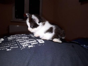 Котятки даром - 2.jpg