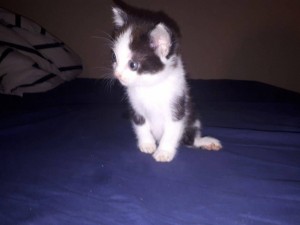 Котятки даром - 4.jpg