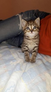 Котятки даром - 1.jpg