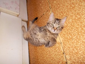 Медитирую у тёплой духовки