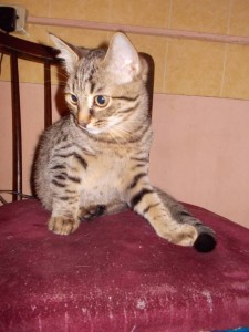 Котёночек в добрые руки - DSCN3327.JPG