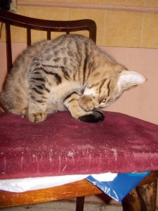 Котёночек в добрые руки - DSCN3332.JPG