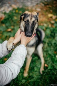 Красавица Хлоя ждёт своего хозяина  - uK1V3ap42eY (1).jpg