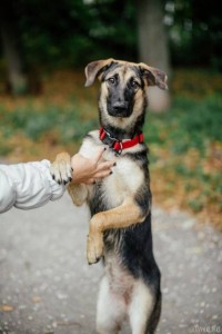 Красавица Хлоя ждёт своего хозяина  - R67nB6qDJXs.jpg