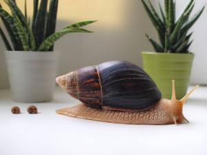 Отдам улиток Ахатин - P.jpg