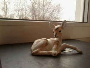 олененок Вербилки - ________0073.jpg