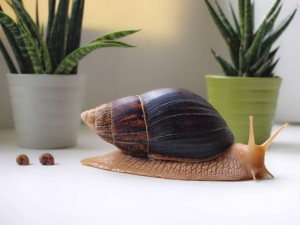 Отдам улиток Ахатин - P1.jpg