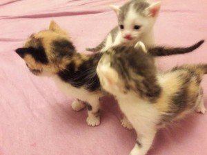 Отдам котят метисов британки и ангорца - 20171122_073527.jpg