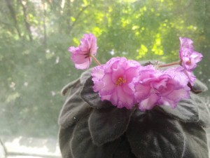 Красивейшие фиалки с необычной историей - IMG_20170805_184531.jpg